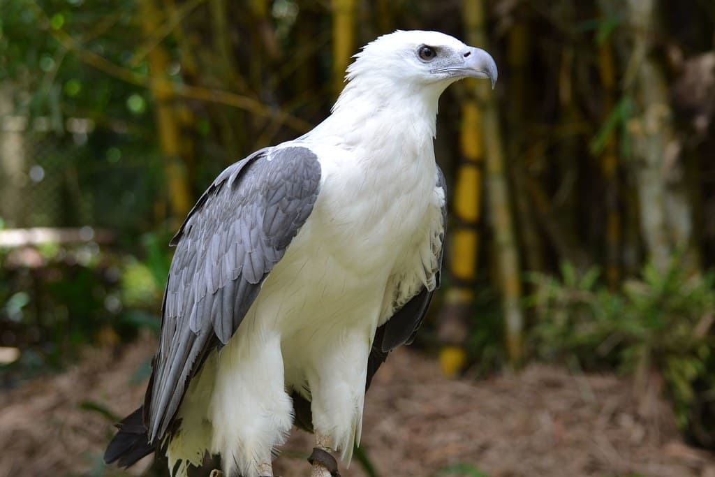 #10 Philippine Eagle — Top 10 Endangered Species We Could Still Save in 2026