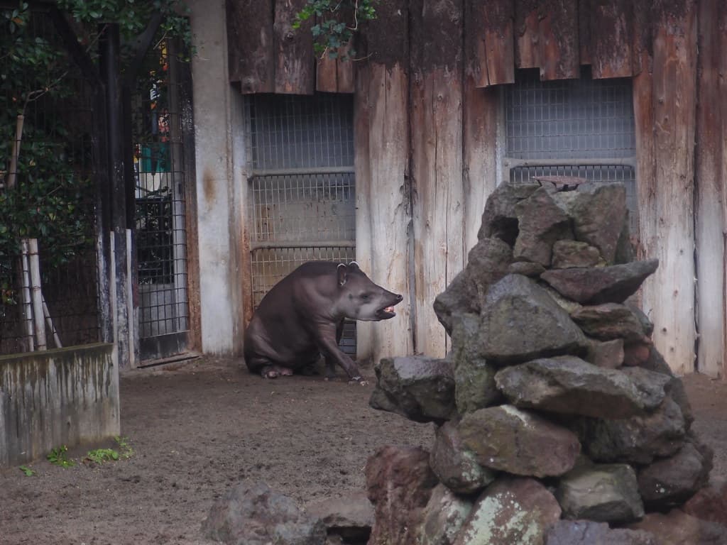 #8 Ueno Zoo and Park — Top 10 Things to Do in Tokyo