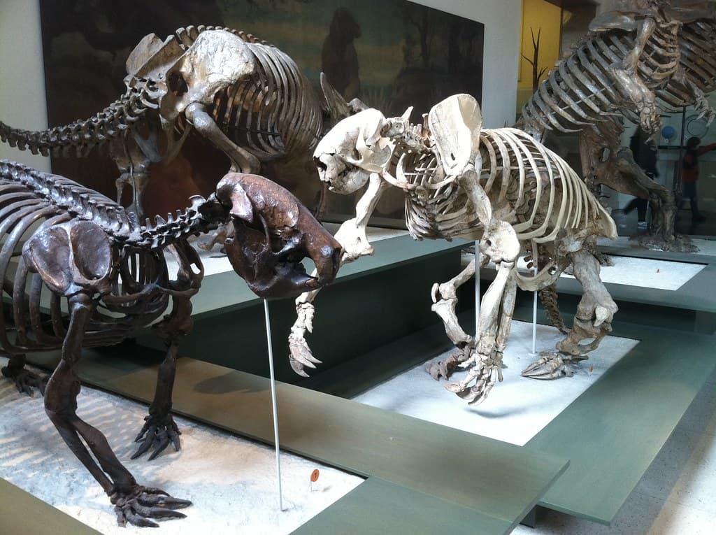 #6 American Museum of Natural History — Top 10 Things to Do in New York City