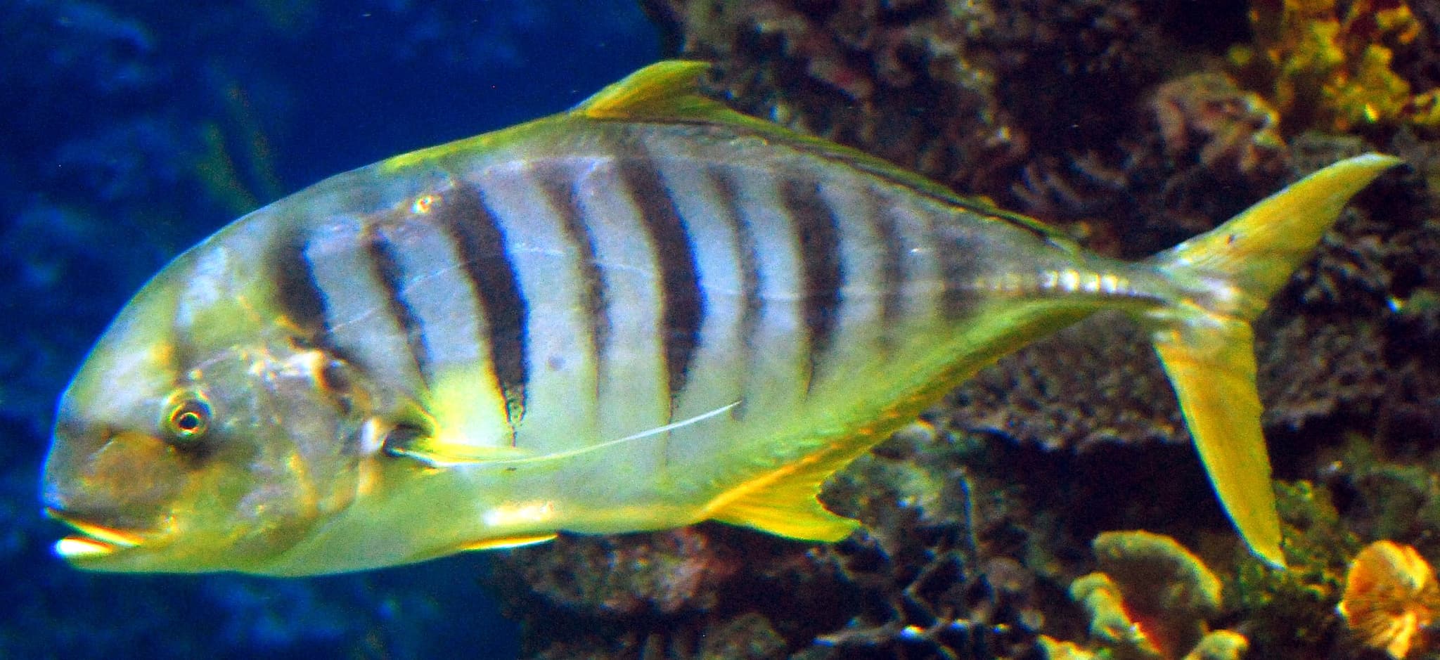 #9 Barcelona Aquarium — Top 10 Things to Do in Barcelona