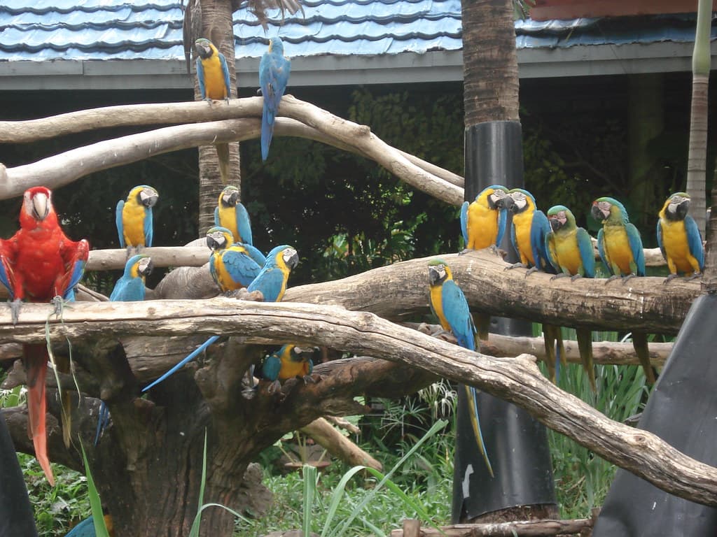 #8 Safari World Bangkok — Top 10 Things to Do in Bangkok