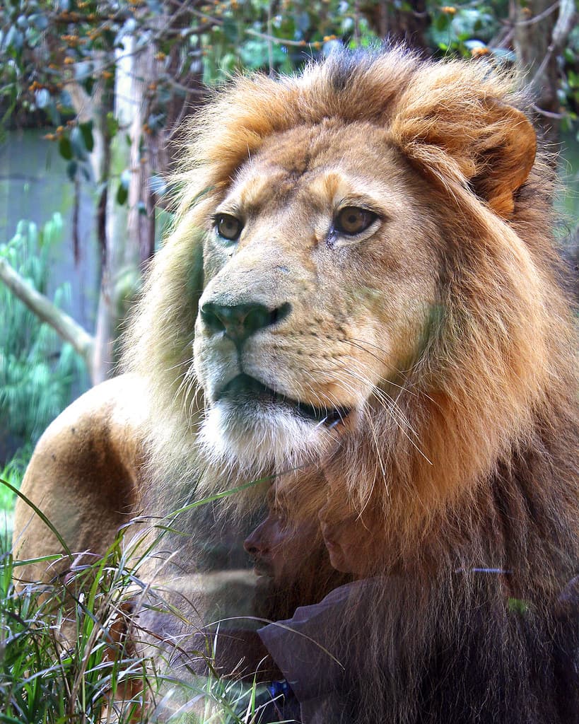 #4 Taronga Zoo — Top 10 Things to Do in Sydney