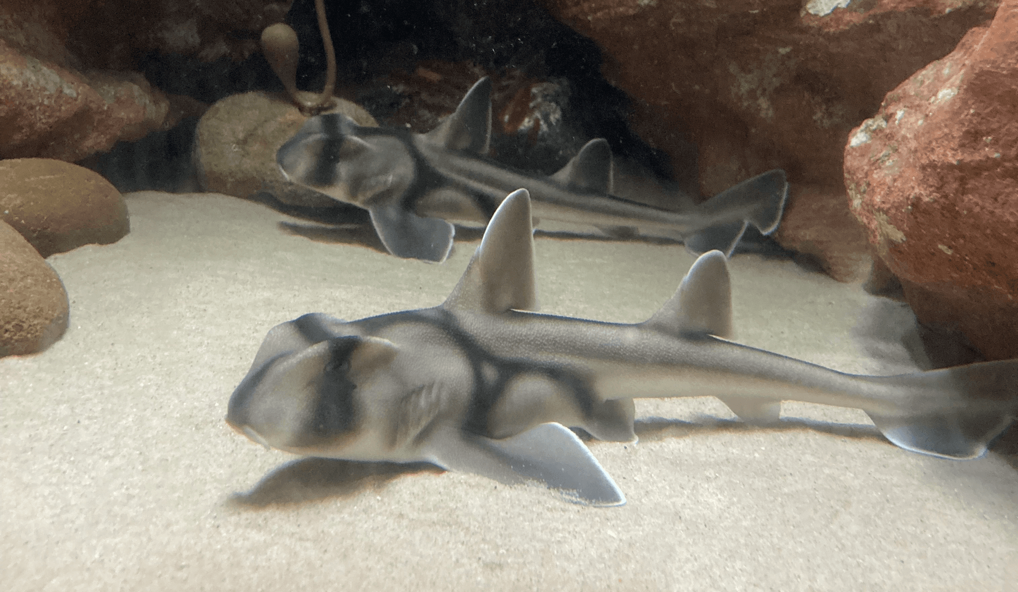 #8 SEA LIFE Sydney Aquarium — Top 10 Things to Do in Sydney