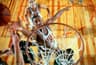 Wilt Chamberlain