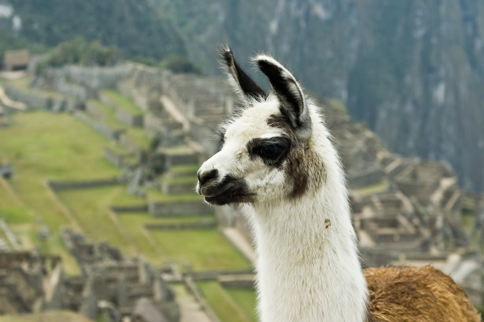 #1 Meta Llama 3 — Top 10 Open Source AI Models Worth Knowing
