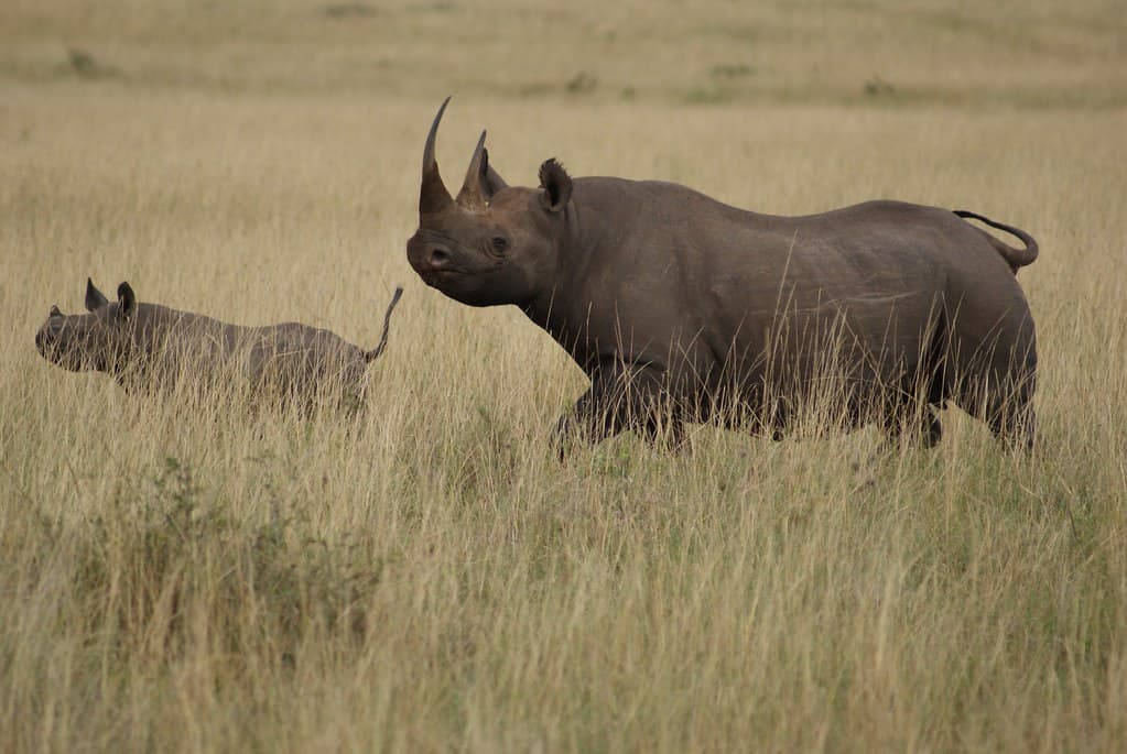 #2 Masai Mara National Reserve — Top 10 Best Safari Destinations in Africa