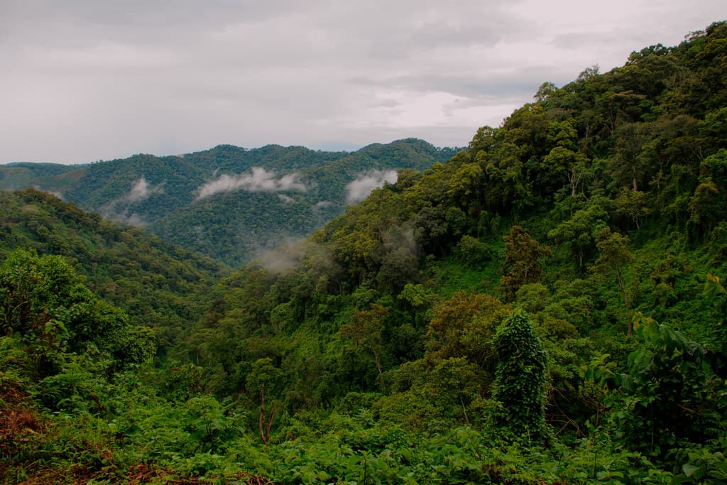 #4 Bwindi Impenetrable Forest — Top 10 Best Safari Destinations in Africa
