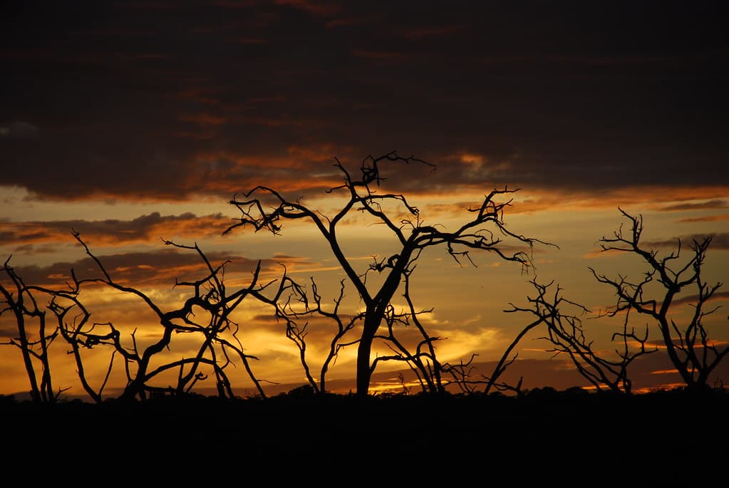 #6 Chobe National Park — Top 10 Best Safari Destinations in Africa