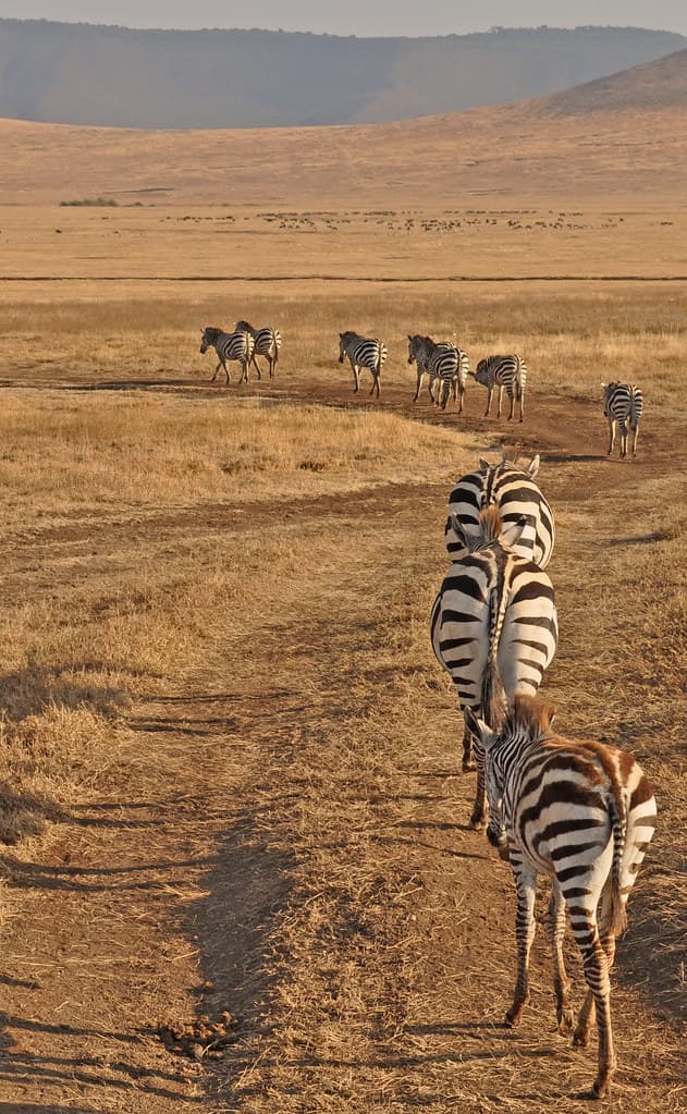 #7 Ngorongoro Crater — Top 10 Best Safari Destinations in Africa
