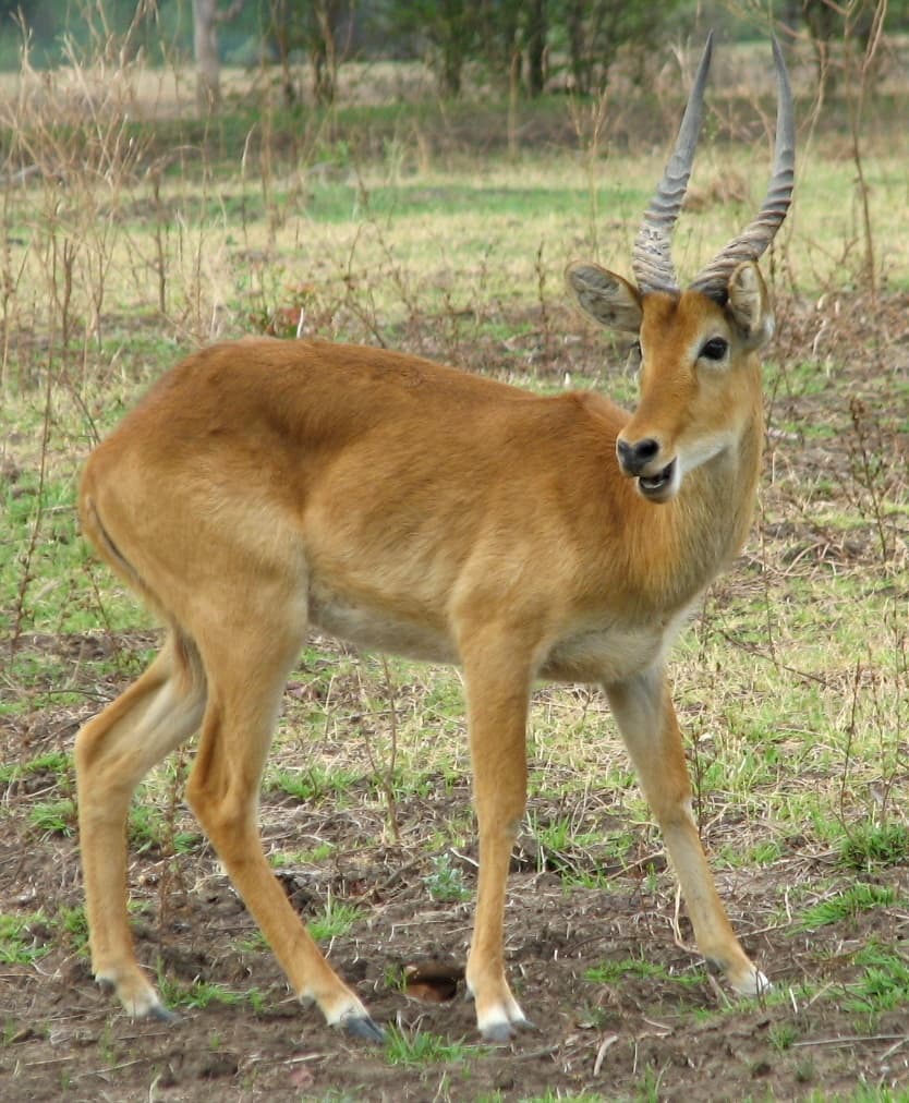 #8 South Luangwa National Park — Top 10 Best Safari Destinations in Africa