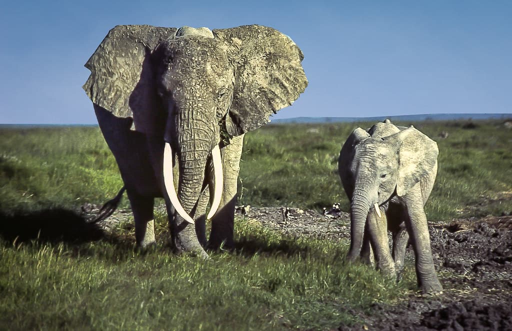 #9 Amboseli National Park — Top 10 Best Safari Destinations in Africa