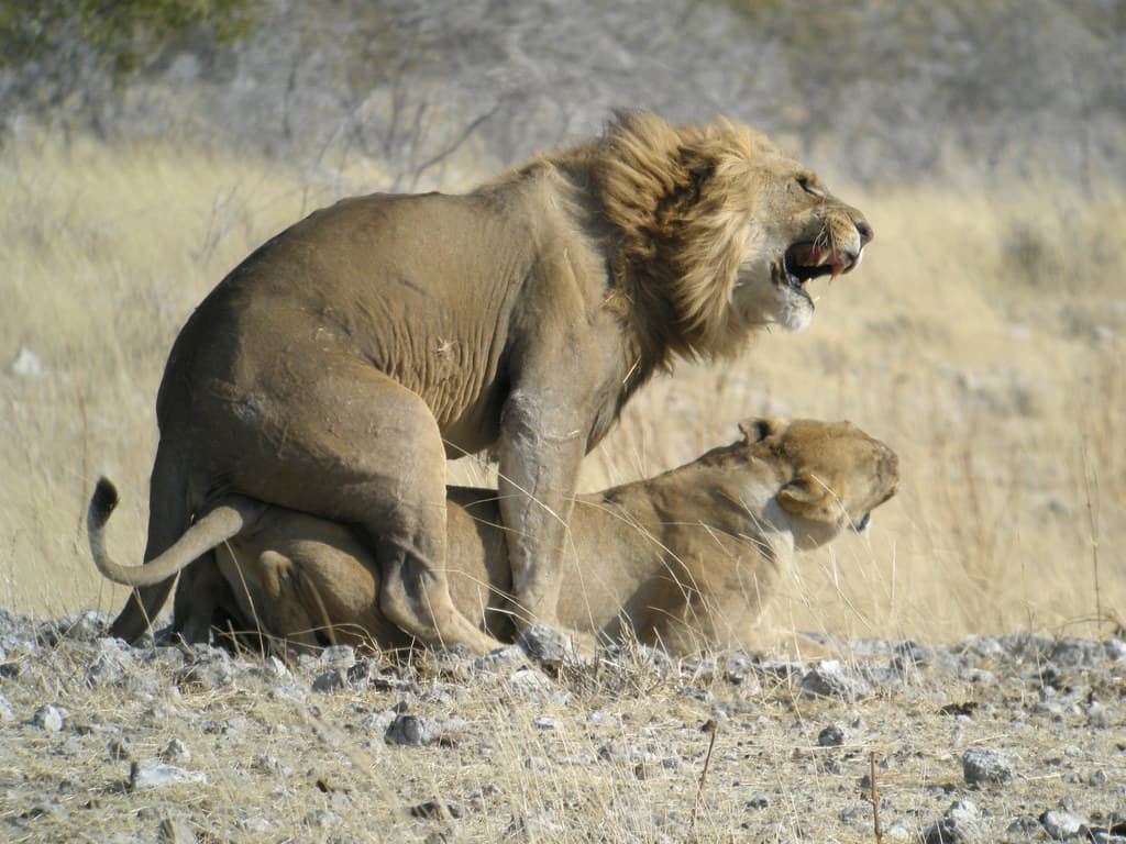 #10 Etosha National Park — Top 10 Best Safari Destinations in Africa