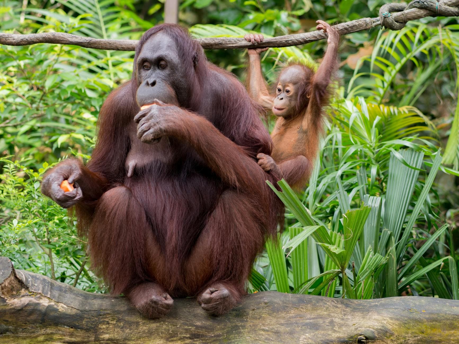 #10 Singapore Zoo — Top 10 Things to Do in Singapore