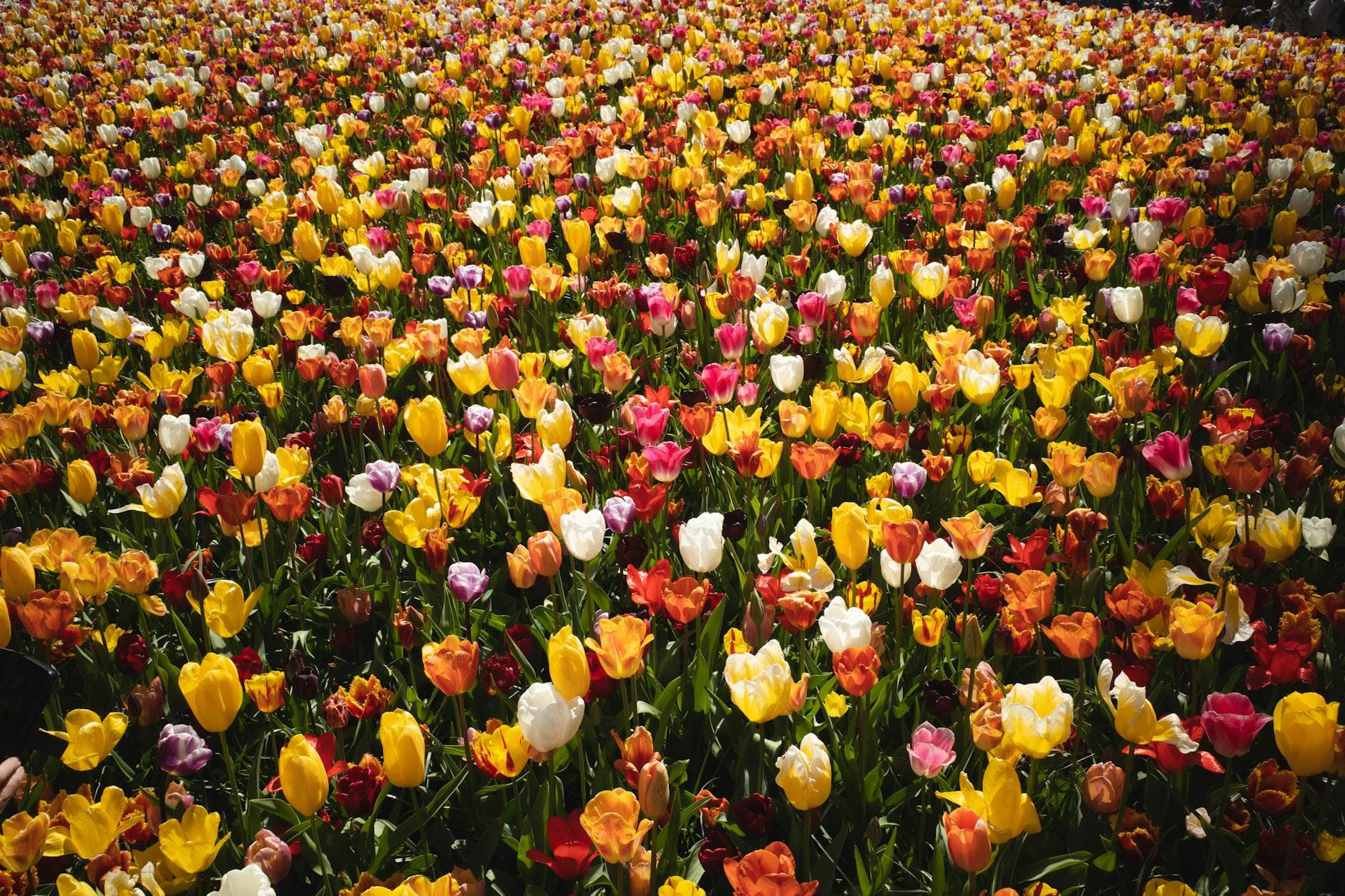 #10 Keukenhof Gardens — Top 10 Things to Do in Amsterdam