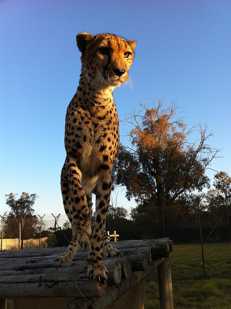 #10 Lion and Safari Park — Top 10 Experiences in Johannesburg