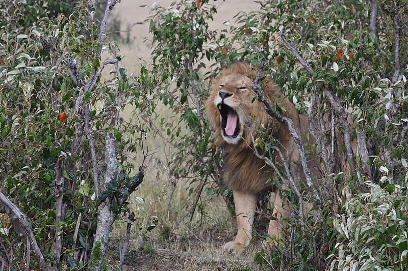 #1 Nairobi National Park — Top 10 Experiences in Nairobi