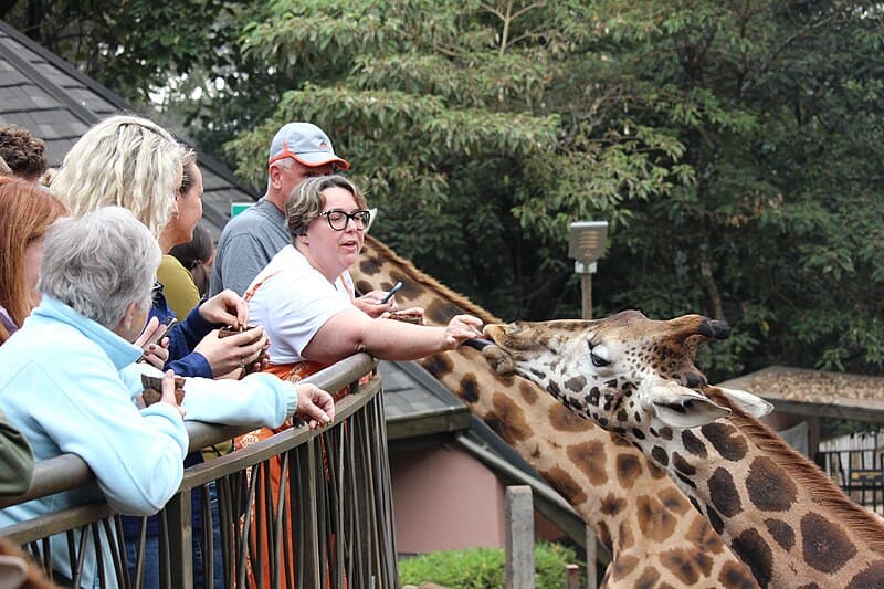 #4 Giraffe Centre — Top 10 Experiences in Nairobi