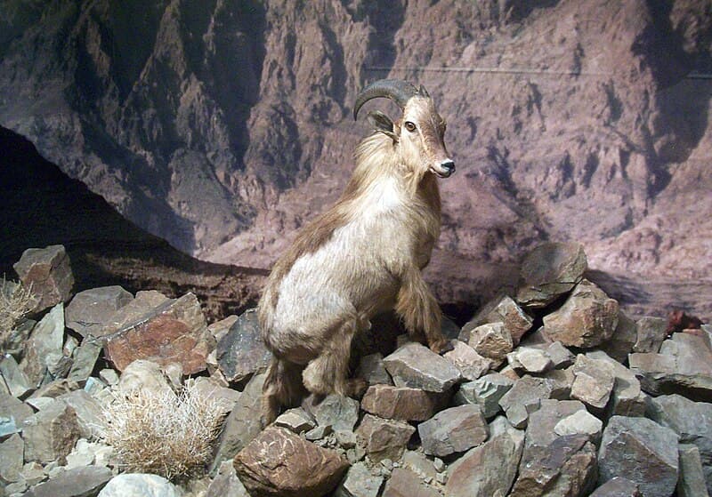 #7 National Museum of Oman — Top 10 Things to Do in Muscat
