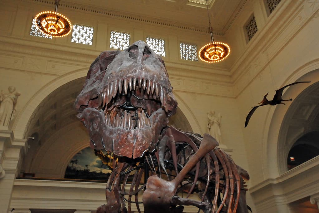 #8 Field Museum of Natural History — Top 10 Things to Do in Chicago