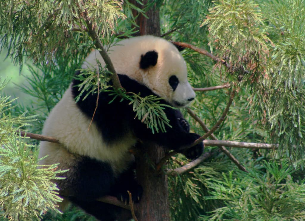 #10 National Zoo — Top 10 Things to Do in Washington DC
