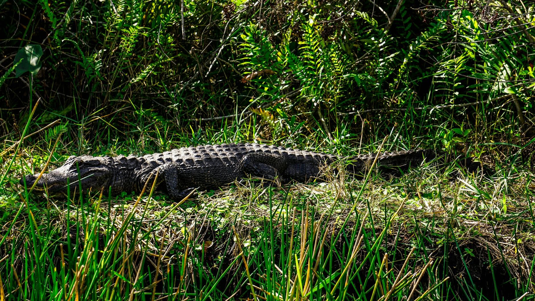 #4 Everglades National Park — Top 10 Things to Do in Miami