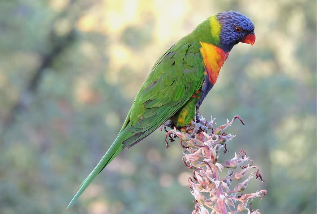 #8 Royal Botanic Gardens Melbourne — Top 10 Things to Do in Melbourne
