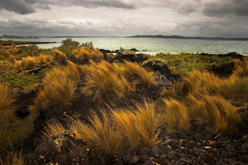 #6 Rangitoto Island — Top 10 Things to Do in Auckland