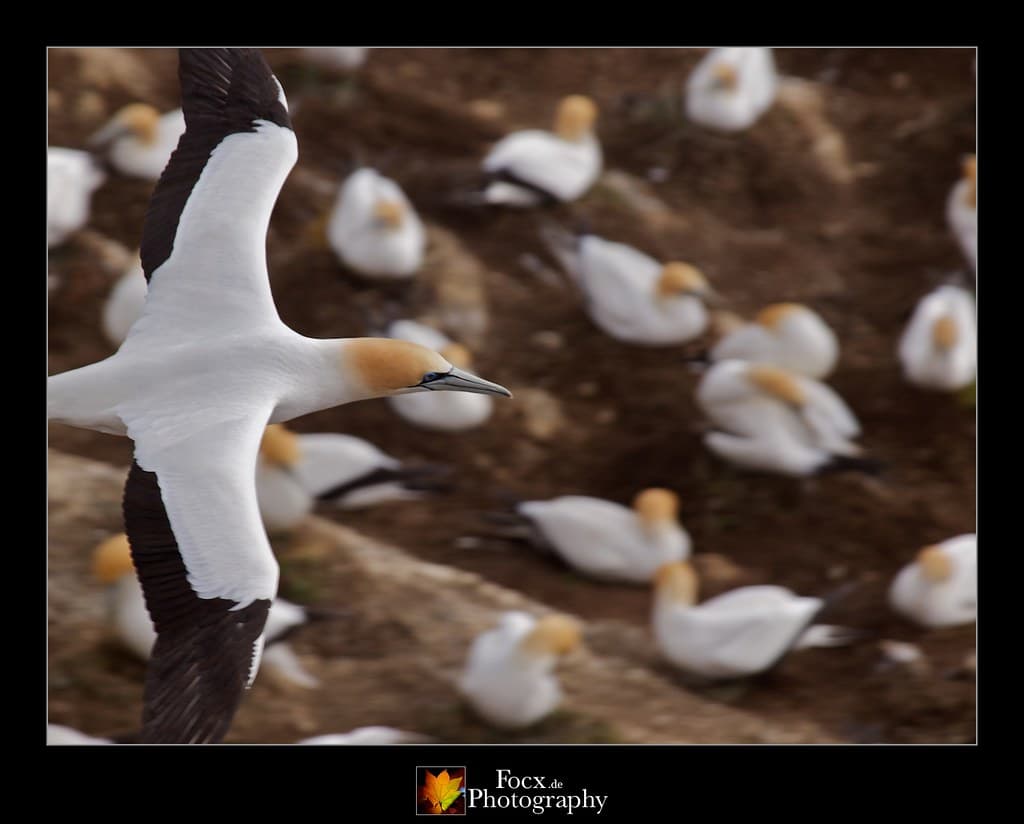 #10 Muriwai Beach and Gannet Colony — Top 10 Things to Do in Auckland