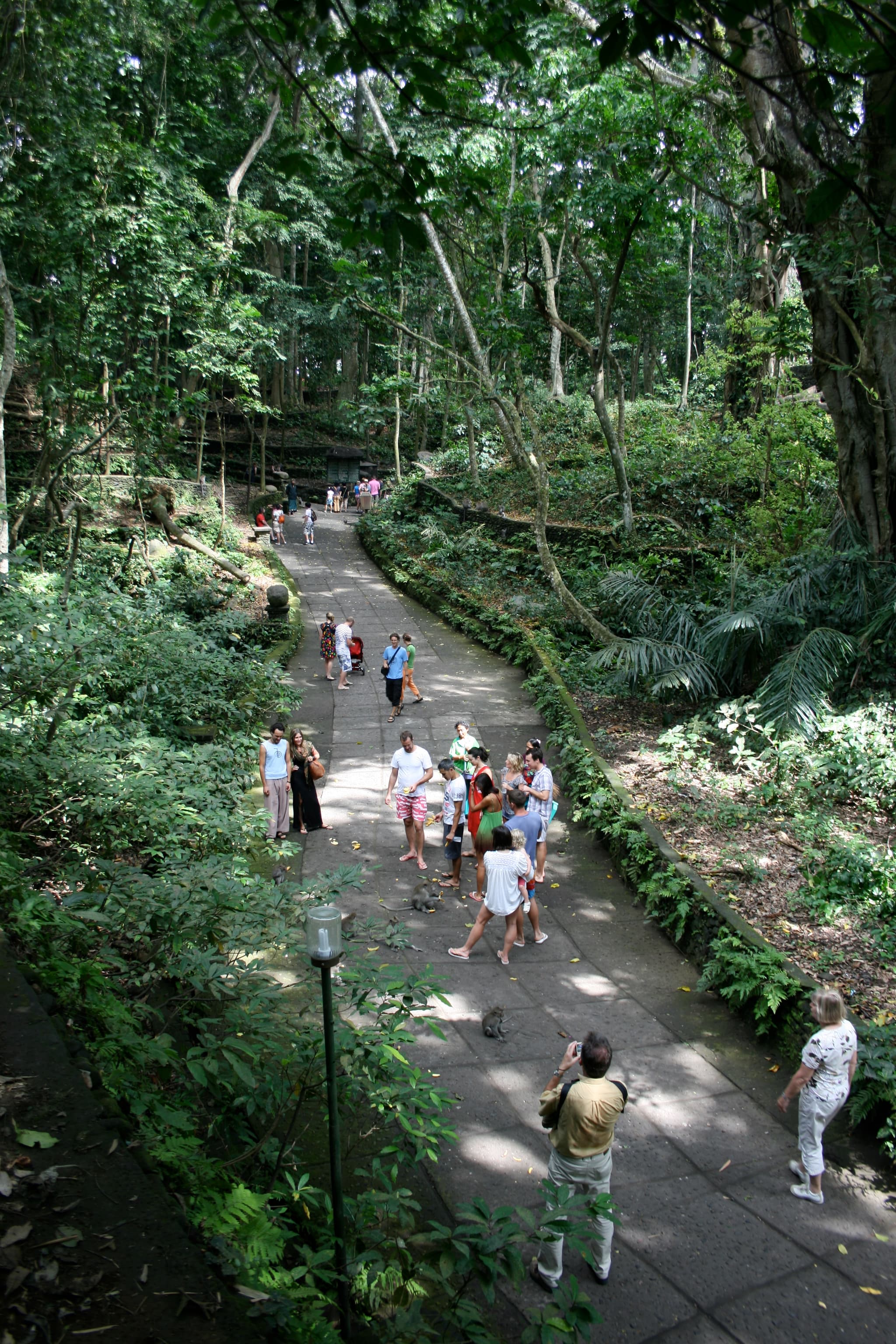 #5 Sacred Monkey Forest Sanctuary — Top 10 Things to Do in Bali