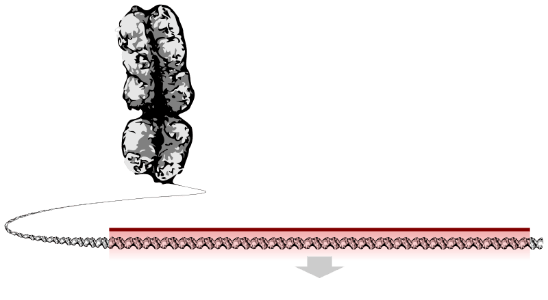 #6 DNA Double Helix (1953) — The Blueprint for All Medicine — Top 10 Medical Breakthroughs That Changed the Course of Human History