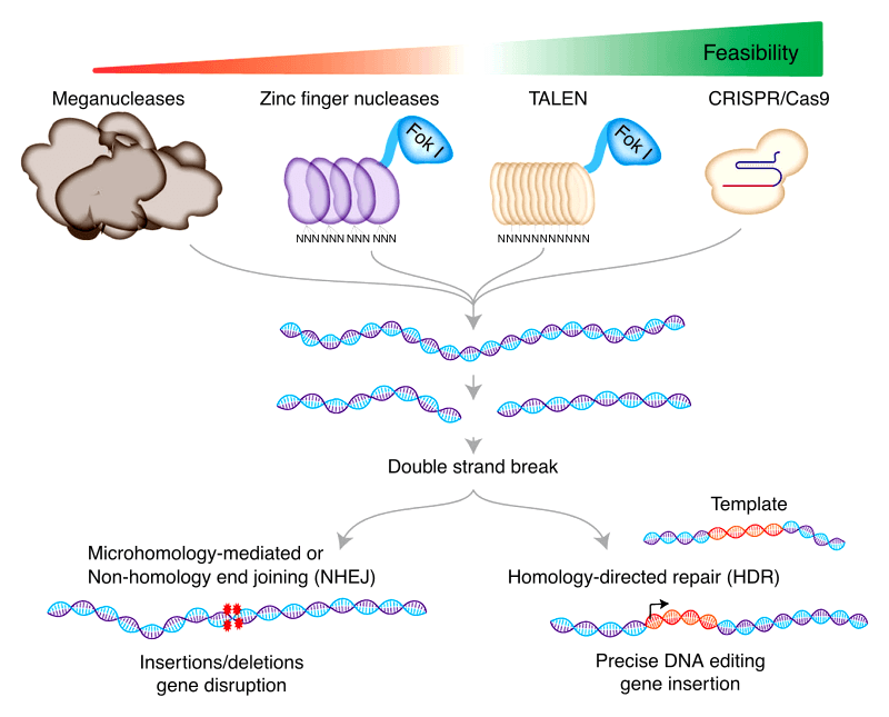 #9 CRISPR-Cas9 Gene Editing — Rewriting the Code of Life — Top 10 Medical Breakthroughs That Changed the Course of Human History