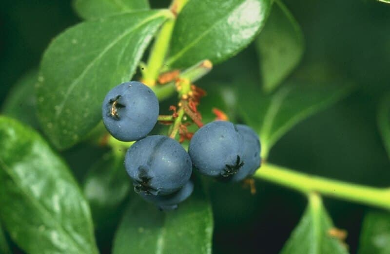 #1 Blueberries — Top 10 Healthiest Foods in the World