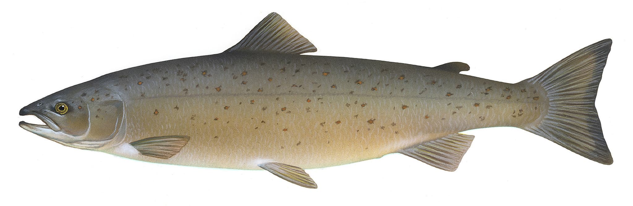 #3 Fatty Fish (Salmon, Sardines, Mackerel) — Top 10 Foods Science Proves Fight Disease and Add Years to Your Life
