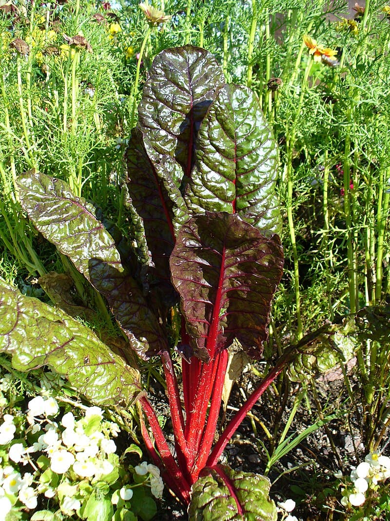 #4 Leafy Greens (Spinach, Kale, Swiss Chard) — Top 10 Foods Science Proves Fight Disease and Add Years to Your Life