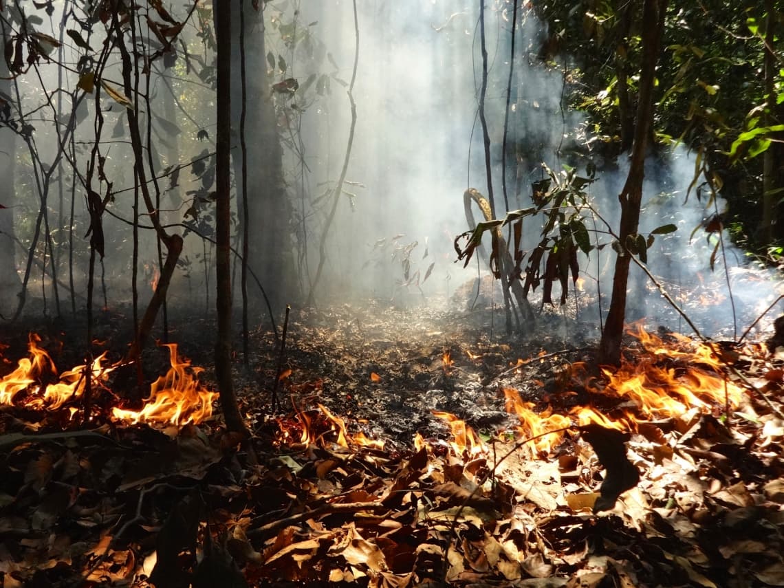 #3 Study says roads bring more fires to forests; USDA wants more roads to fight fires — Top 10 Ars Technica — Latest — March 24, 2026