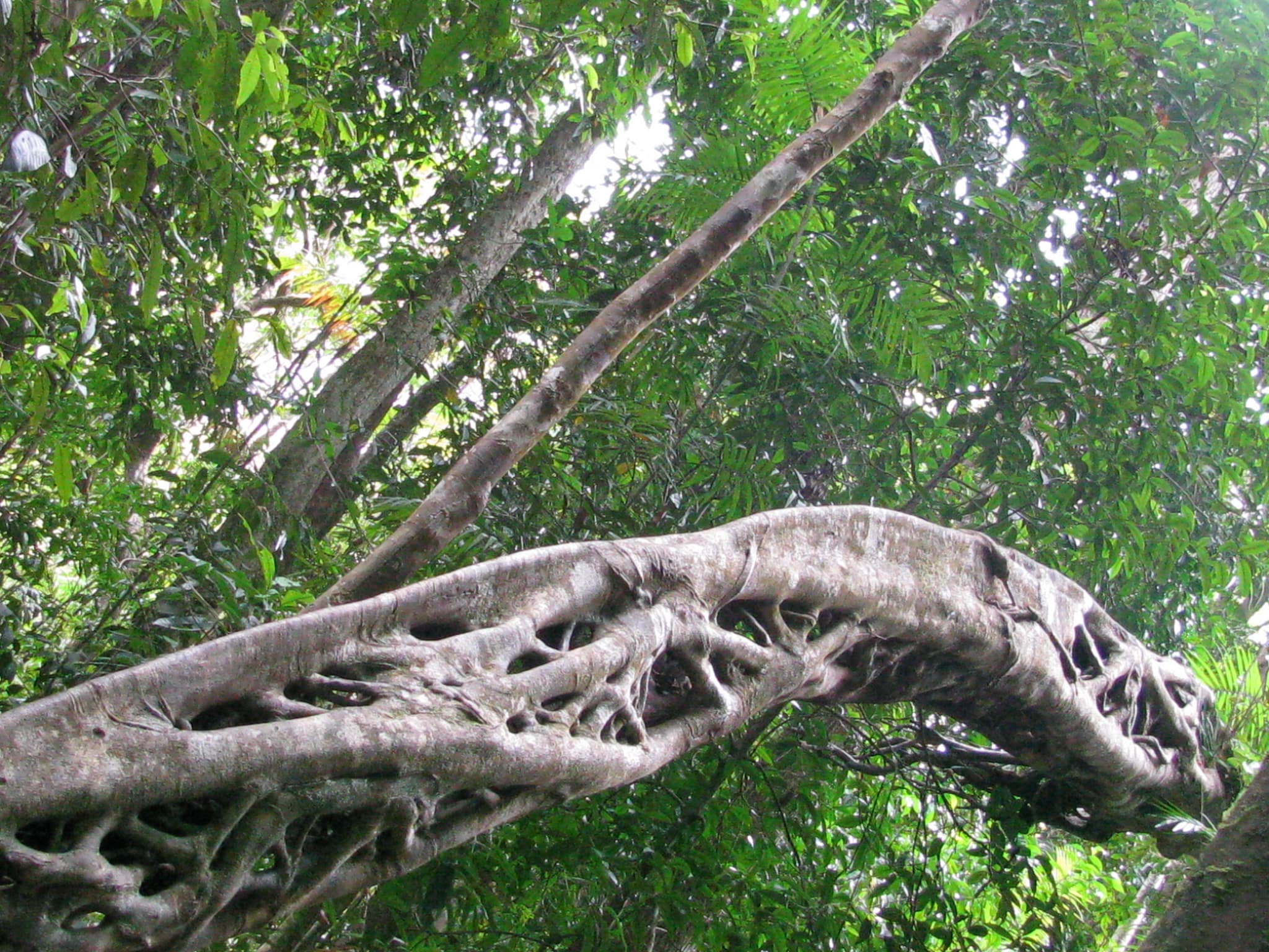 #6 Daintree Rainforest — Top 10 Must-Visit Destinations in Australia