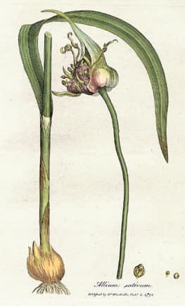 #7 Garlic — Top 10 Healthiest Foods in the World