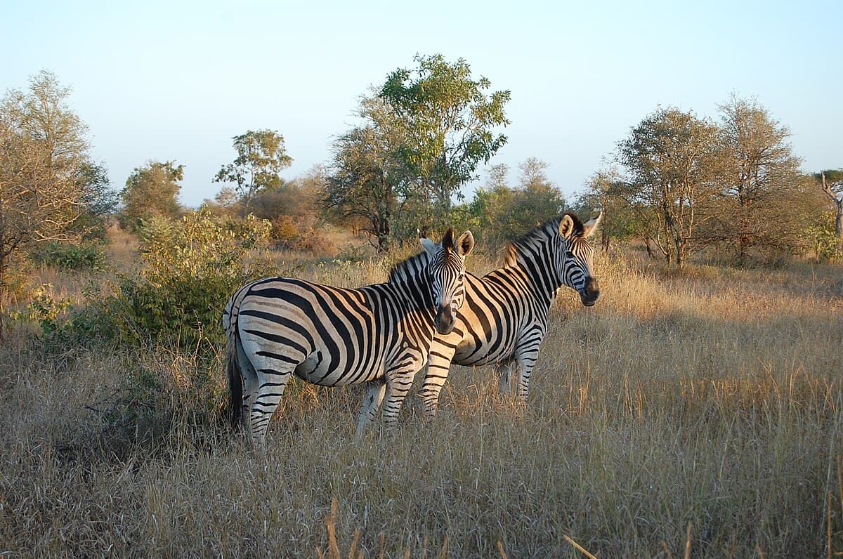 #2 Kruger National Park — Top 10 Must-Visit Destinations in South Africa