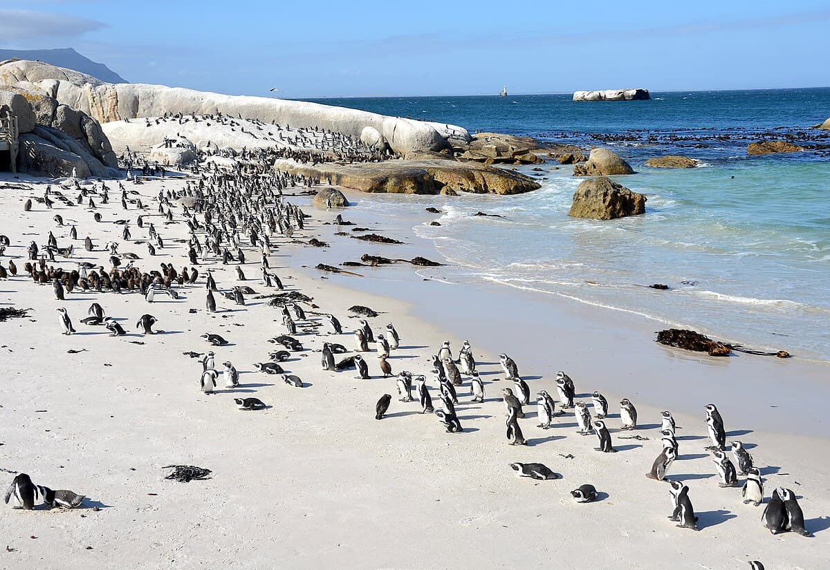 #8 Boulders Beach — Top 10 Must-Visit Destinations in South Africa