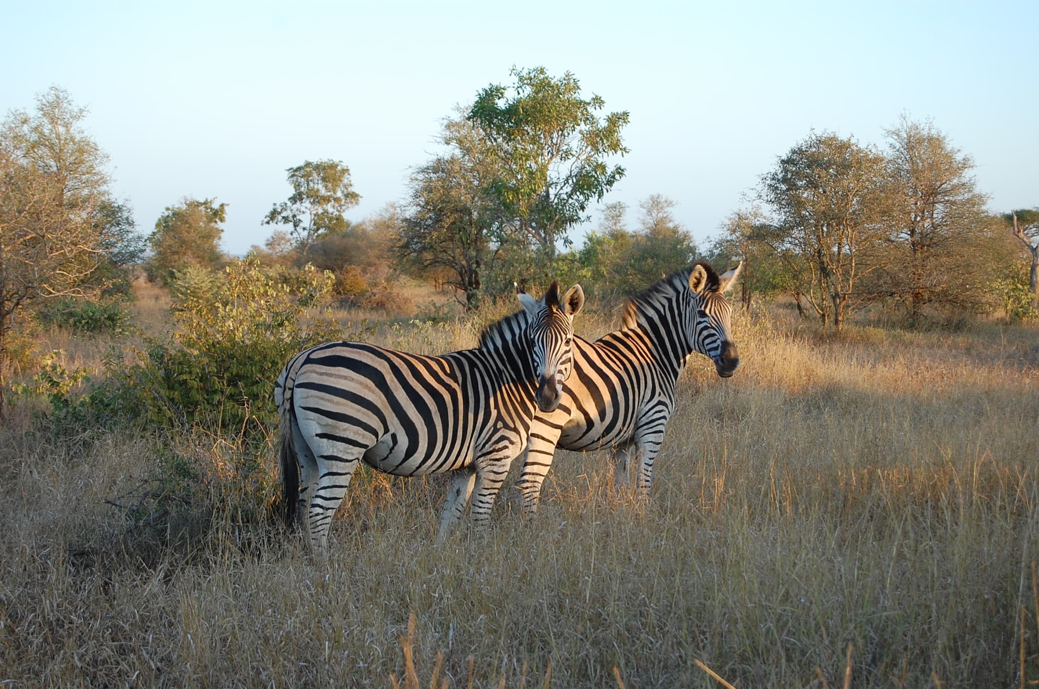 #9 Kruger National Park — Top 10 Most Spectacular National Parks in the World