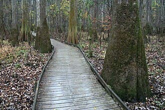 #1 Congaree National Park, South Carolina — Top 10 Most Underrated National Parks in the USA