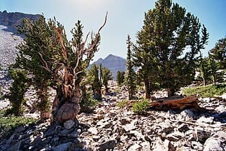 #2 Great Basin National Park, Nevada — Top 10 Most Underrated National Parks in the USA