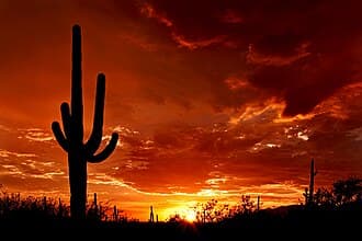 #7 Saguaro National Park, Arizona — Top 10 Most Underrated National Parks in the USA