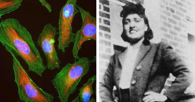 #10 Henrietta Lacks and HeLa Cells (1951) — Top 10 Most Controversial Scientific Experiments