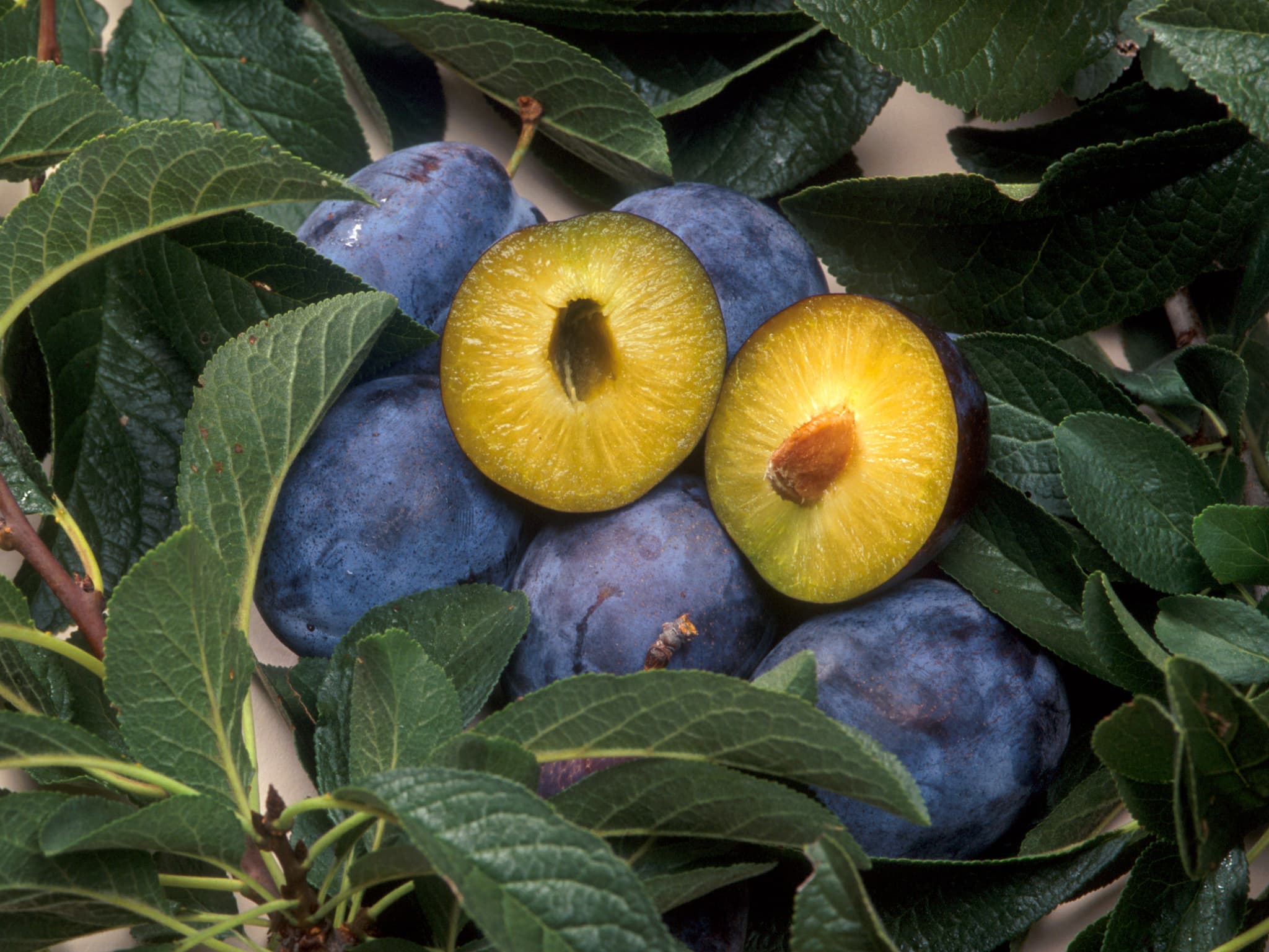 #5 Genetically Modified Foods (GMOs) — Top 10 Most Controversial Food Trends