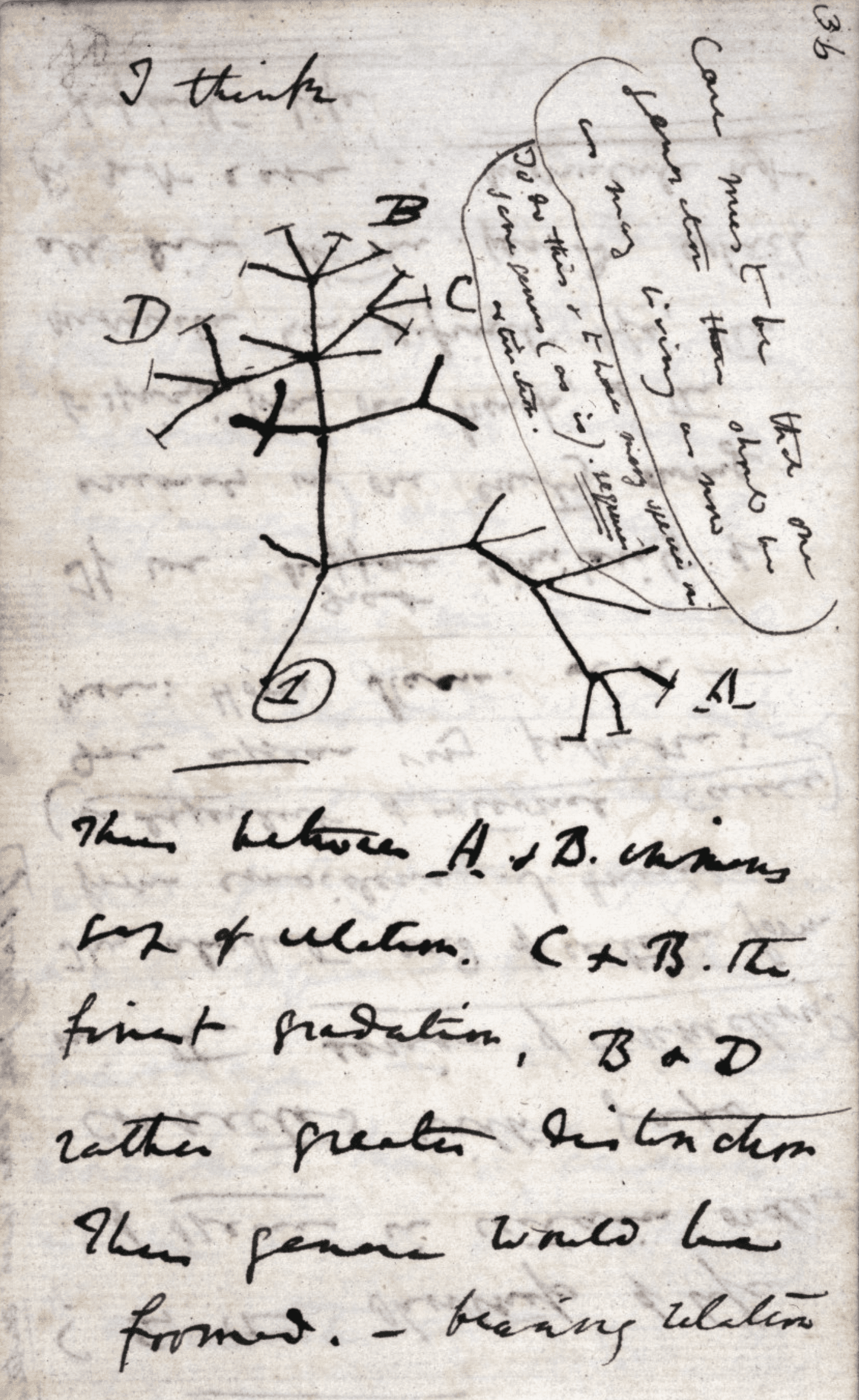 #2 Darwin's Theory of Evolution by Natural Selection — Top 10 Scientific Discoveries That Changed Everything