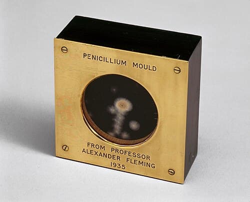 #4 Penicillin — Top 10 Greatest Inventions of All Time