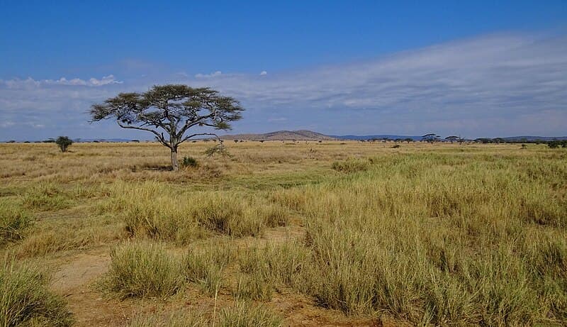 #1 Serengeti National Park, Tanzania — Top 10 Greatest Safari Destinations in Africa