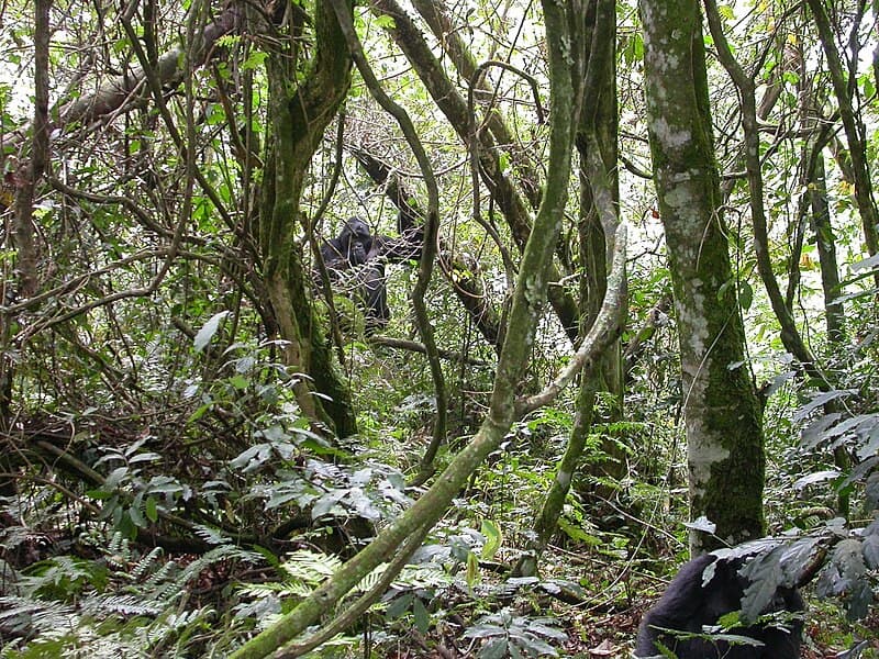 #7 Bwindi Impenetrable Forest, Uganda — Top 10 Greatest Safari Destinations in Africa