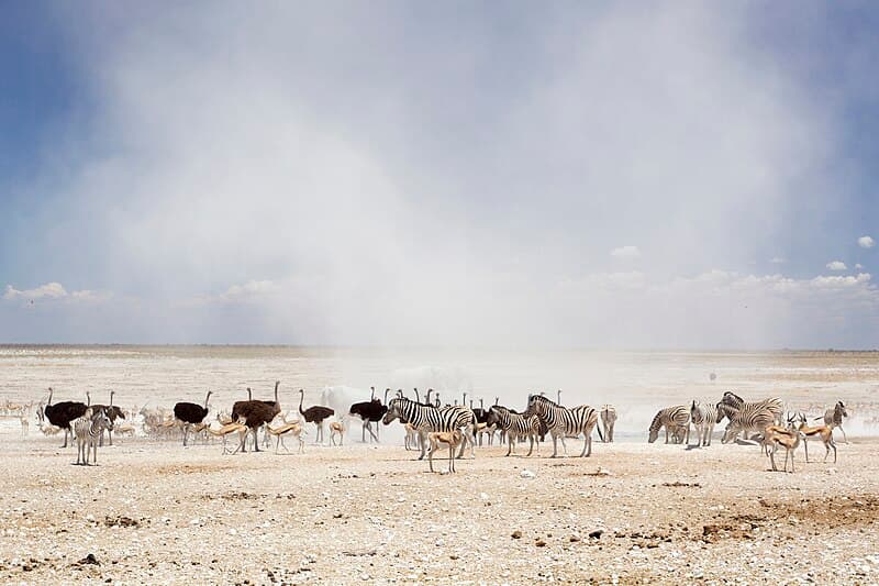 #8 Etosha National Park, Namibia — Top 10 Greatest Safari Destinations in Africa